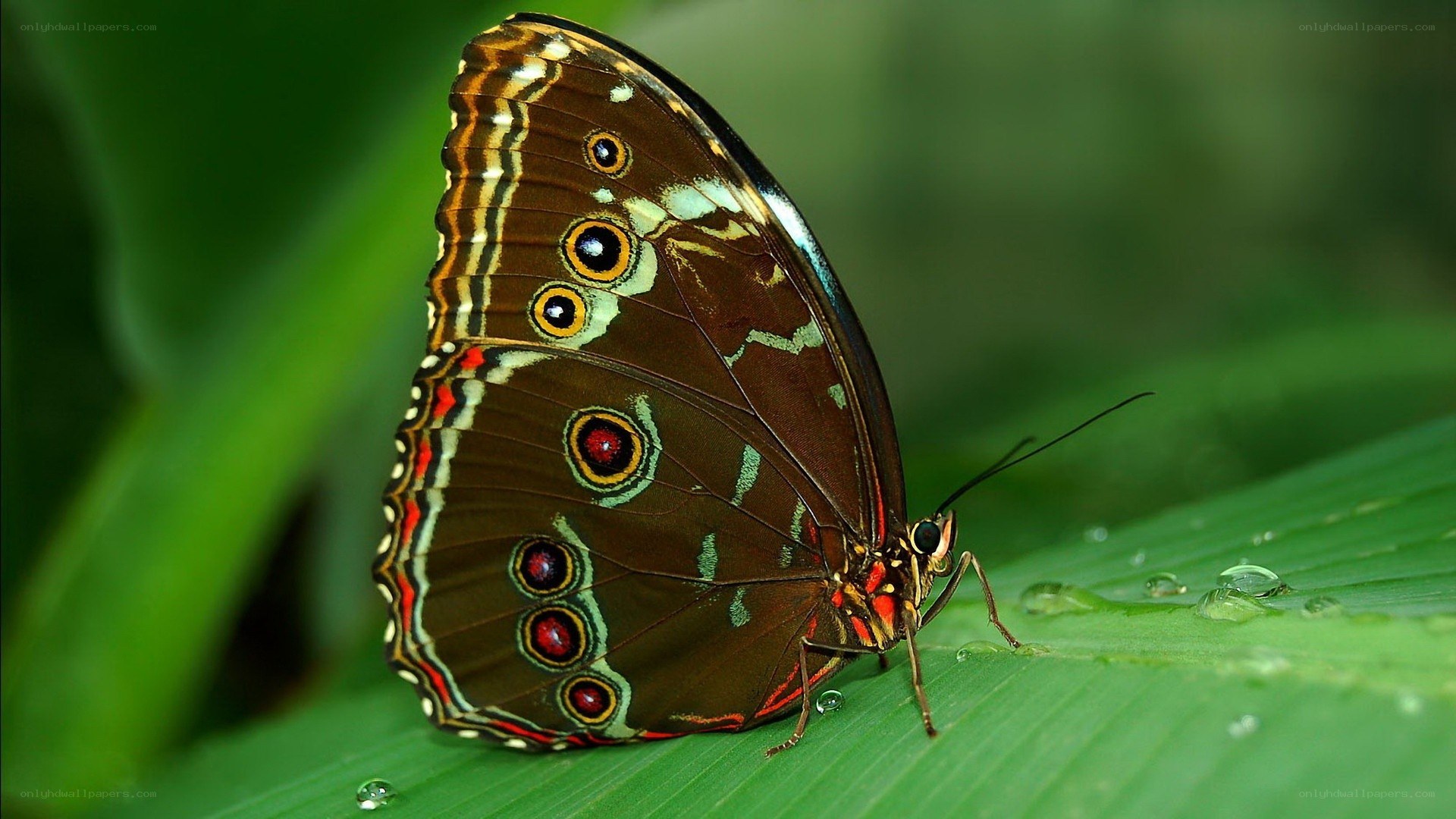 Butterfly on a green leaf