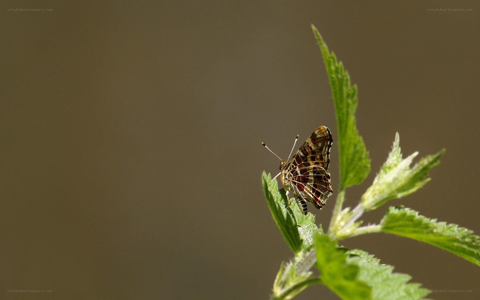 butterfly on a green leaf