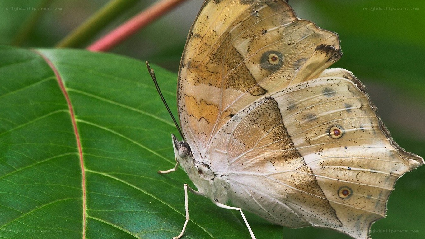 Butterfly on a green leaf