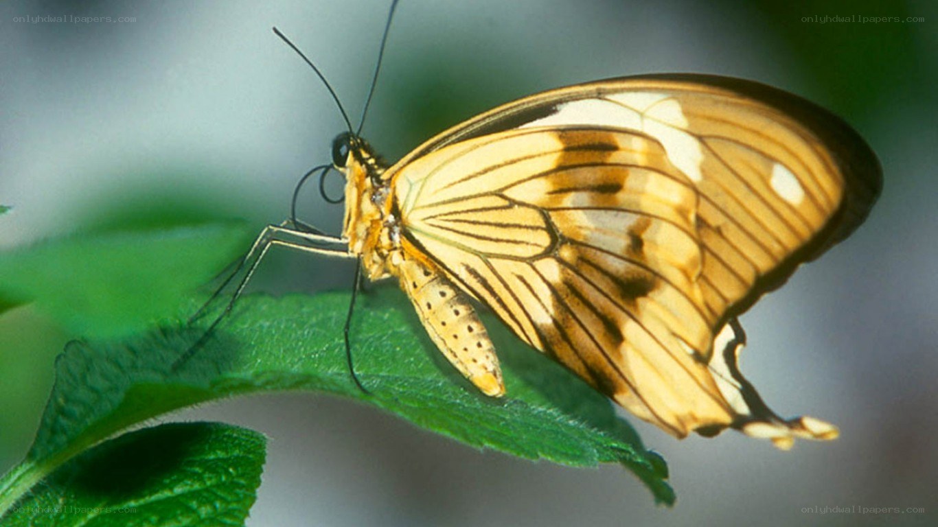 butterfly on a green leaf