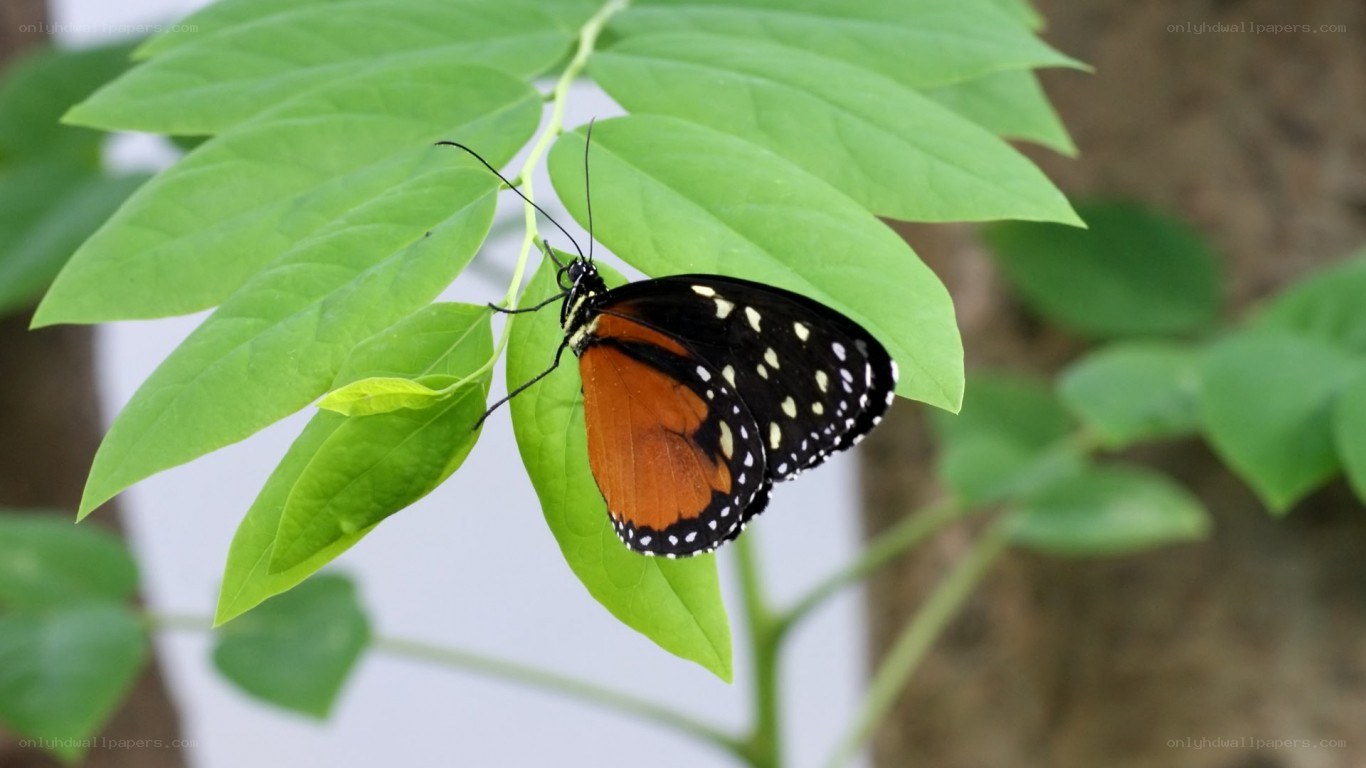 Butterfly on a green leaf
