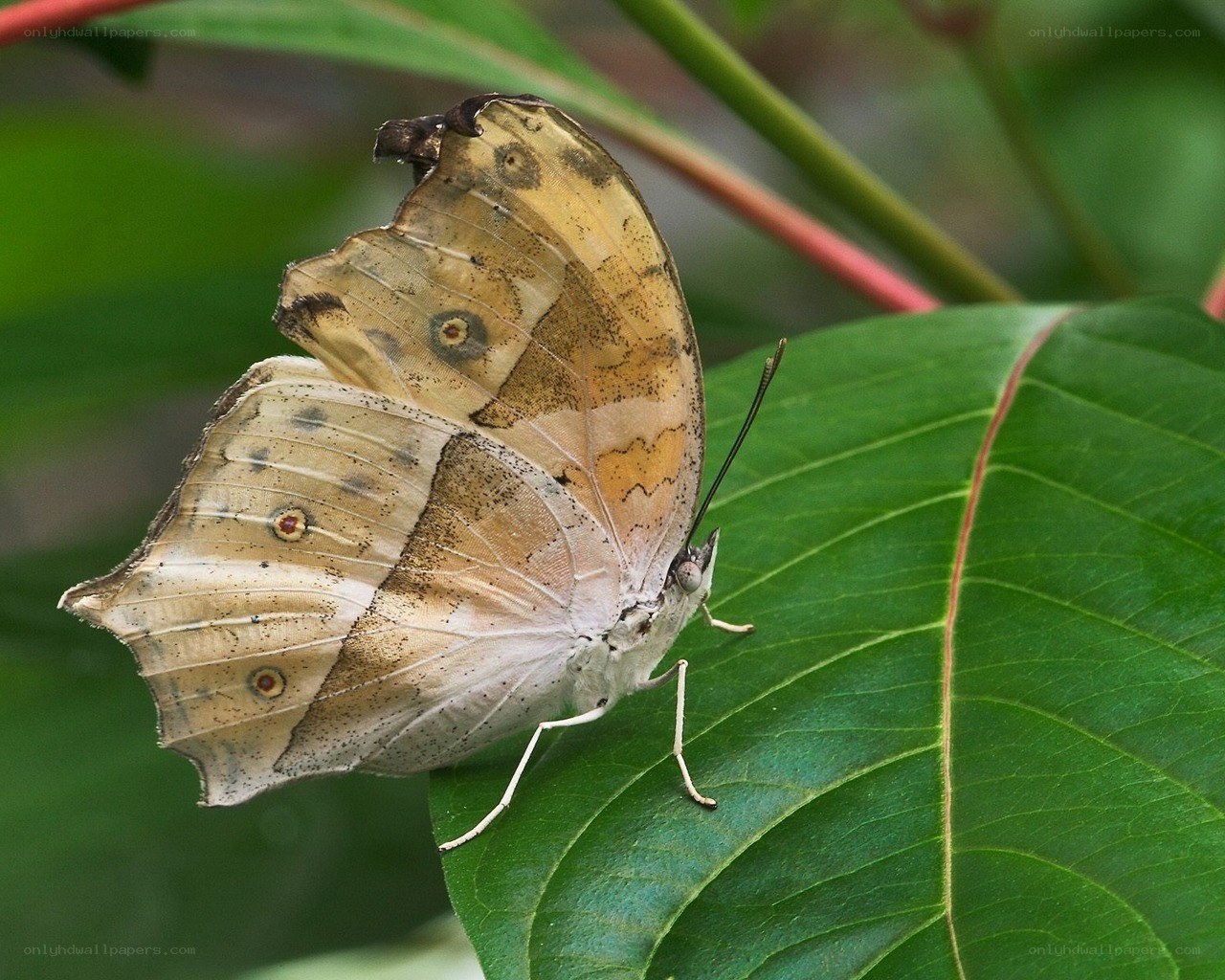 butterfly on a green leaf