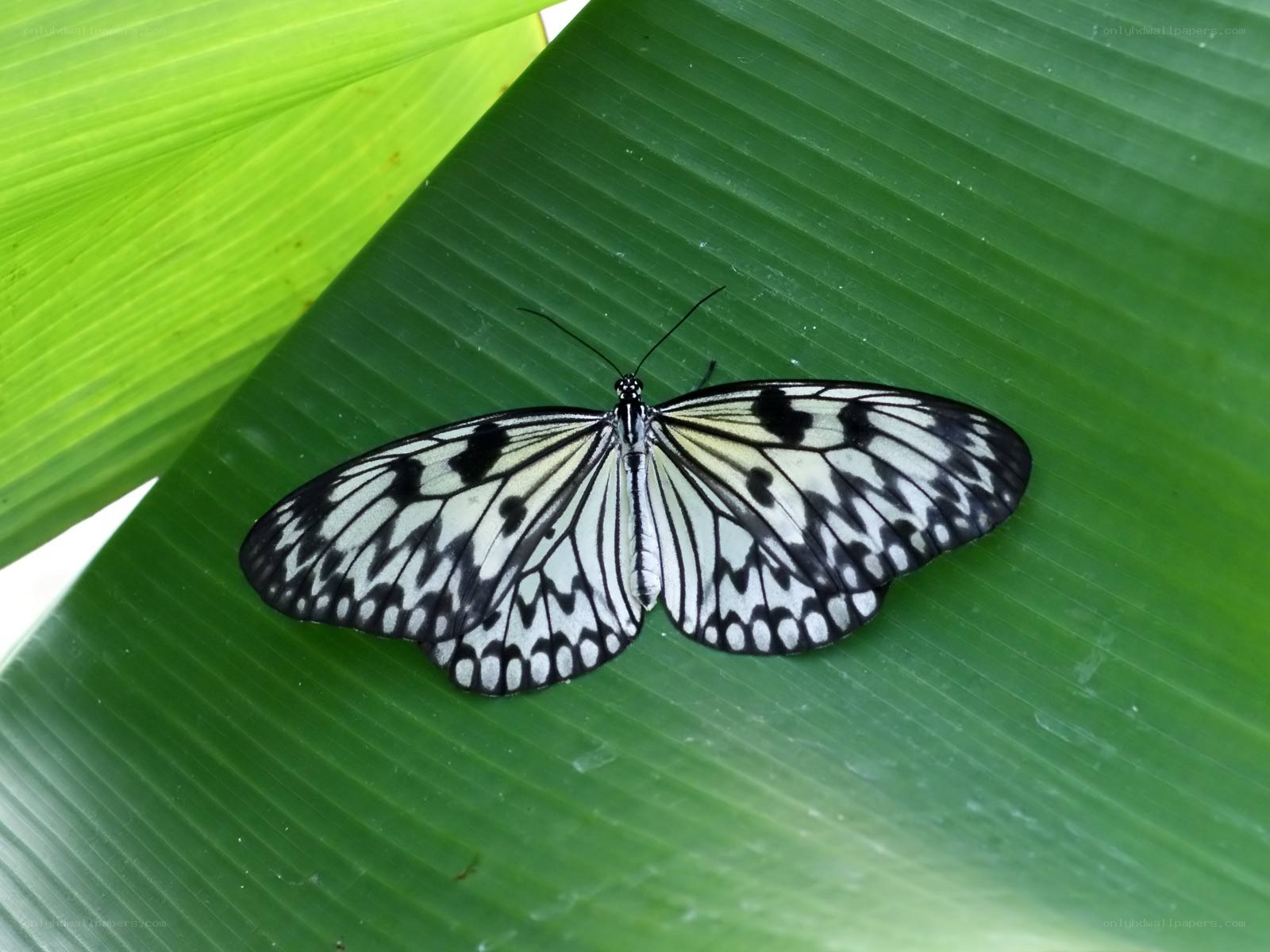 butterfly on a green leaf