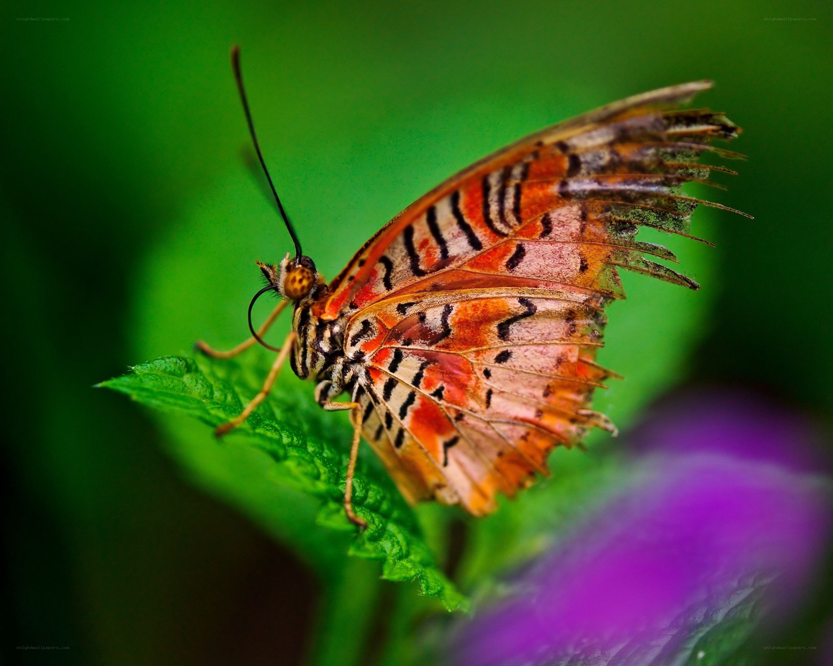 Butterfly on a green leaf