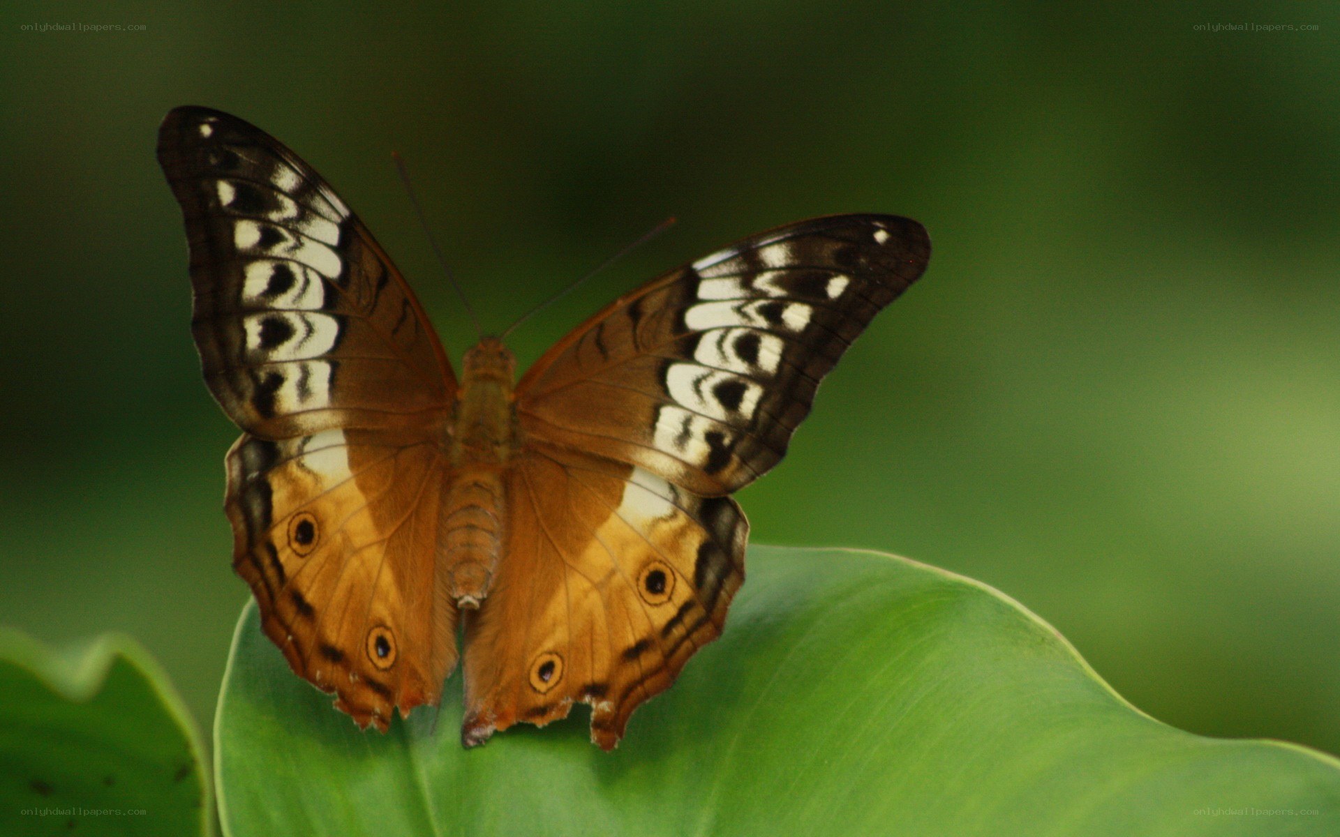 Butterfly on a green leaf