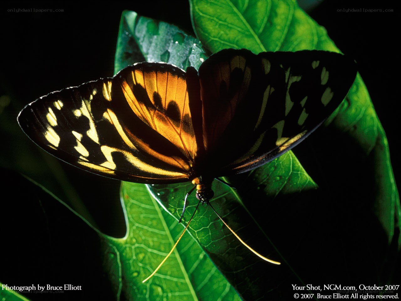 Butterfly on a green leaf
