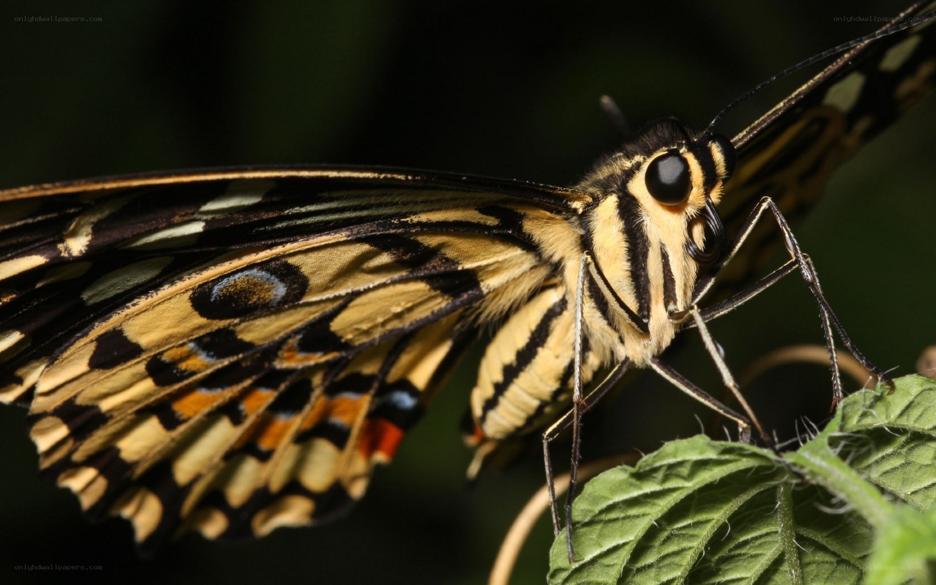 butterfly on a green leaf