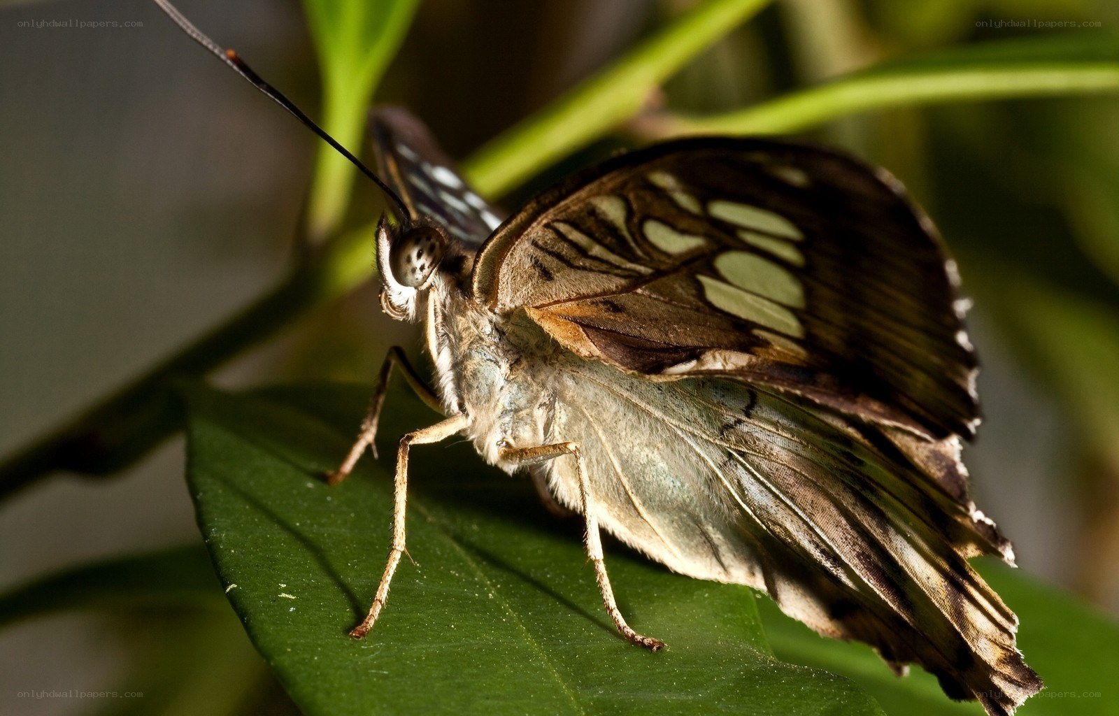 butterfly on a green leaf