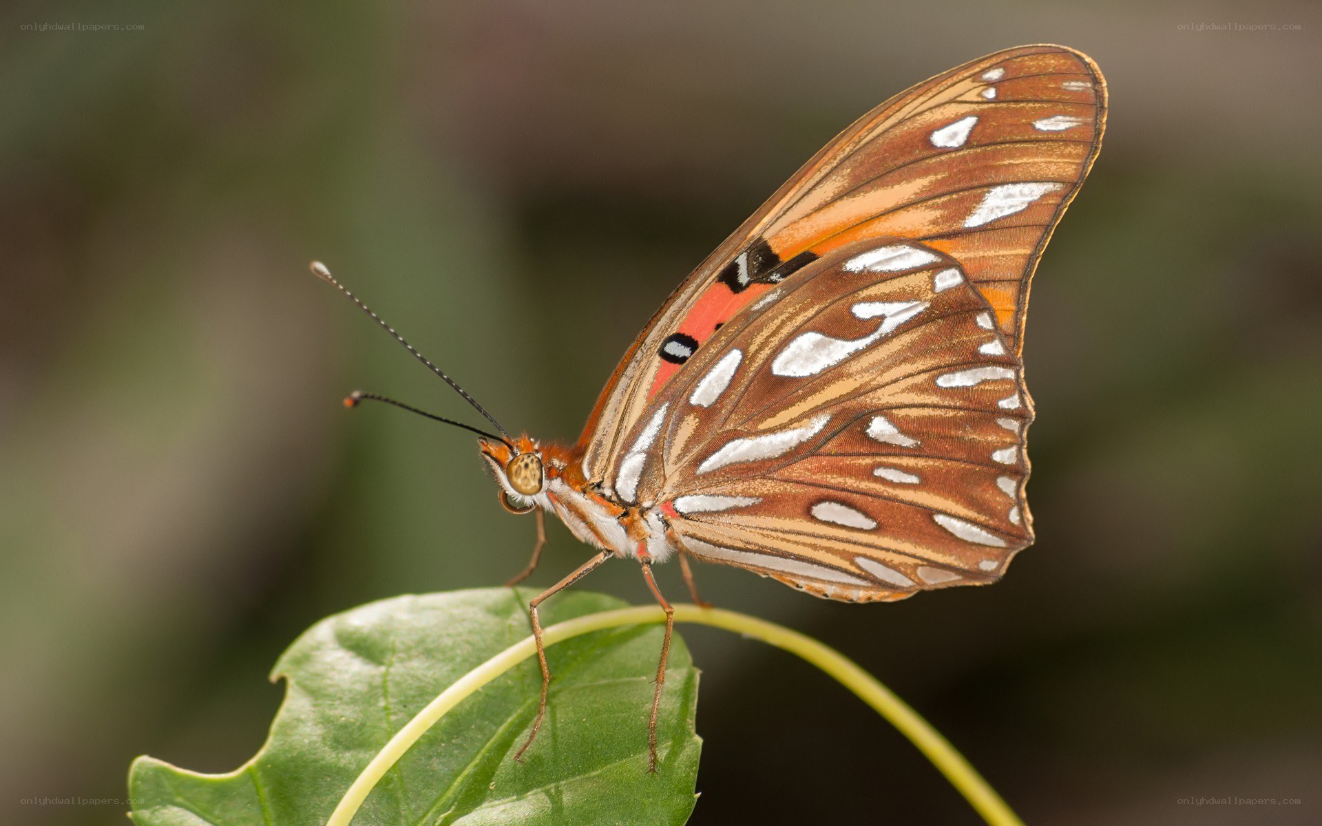 butterfly on a green leaf