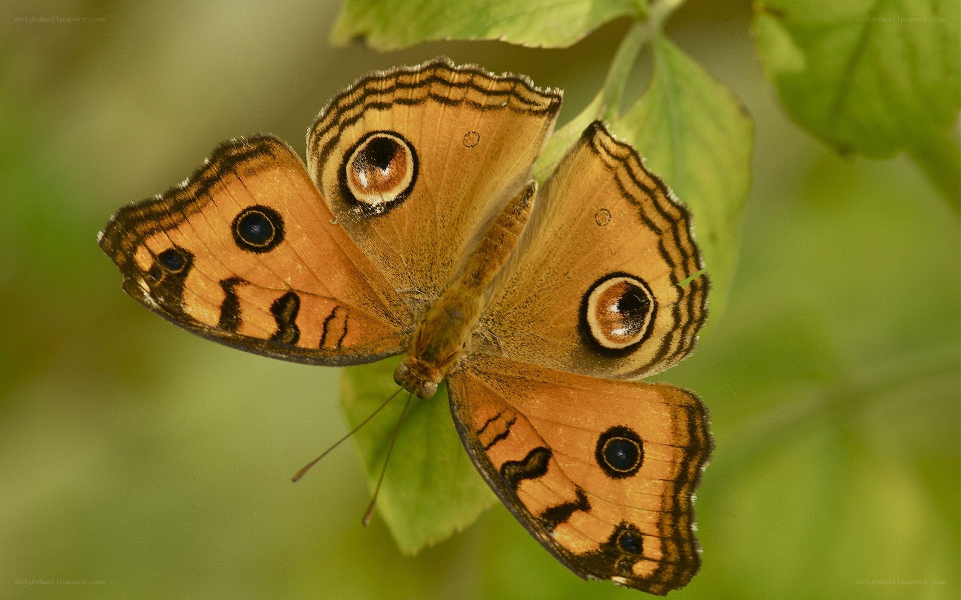 Butterfly on a green leaf