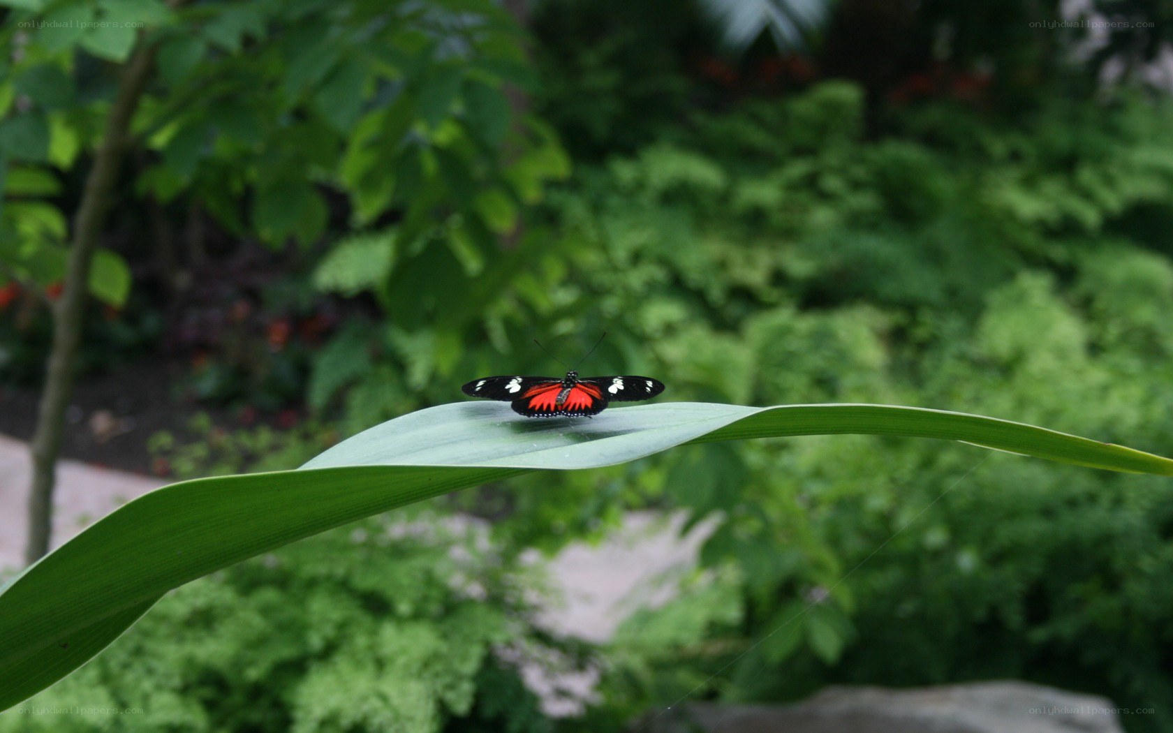 butterfly on a green leaf