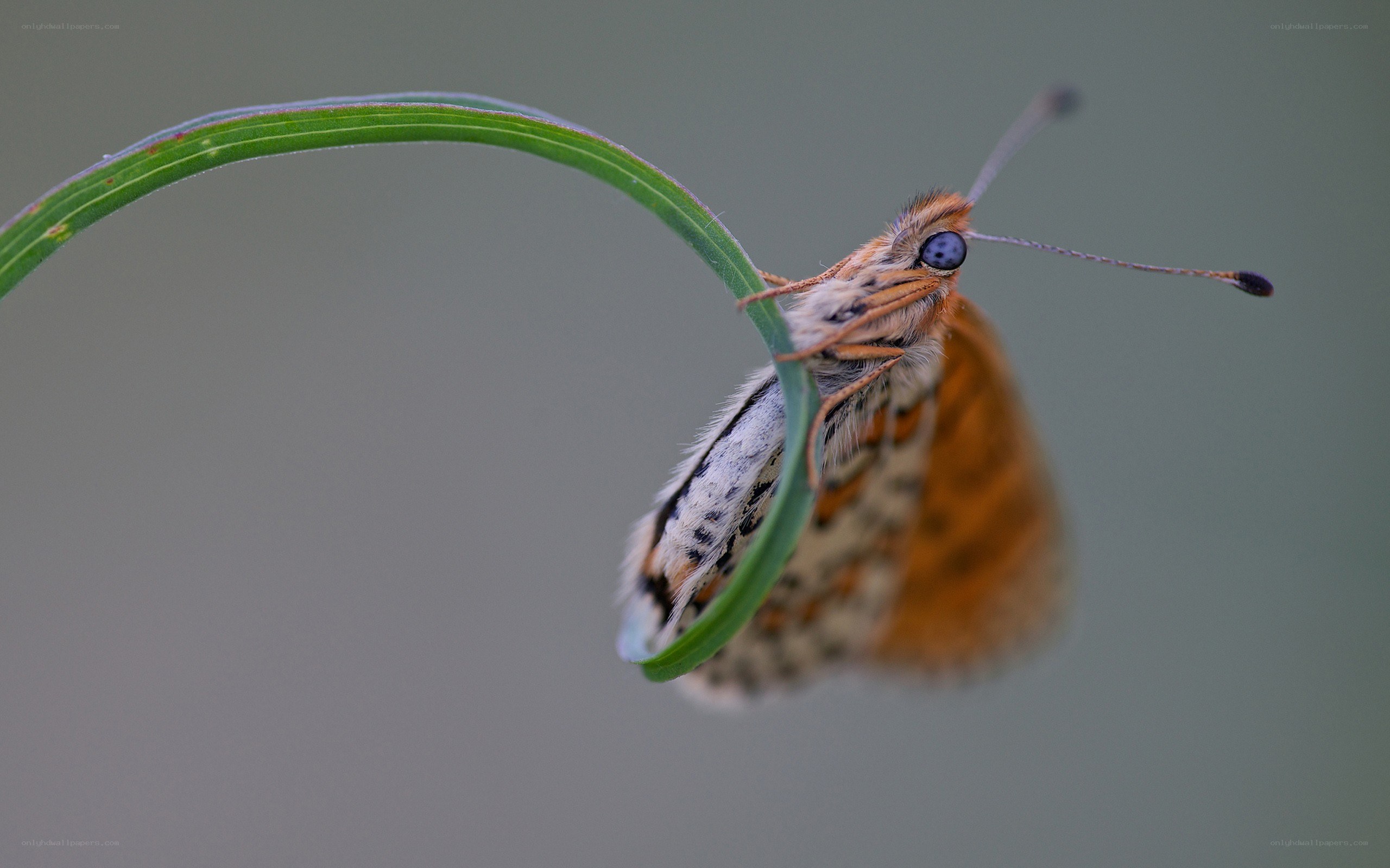 butterfly on a green leaf