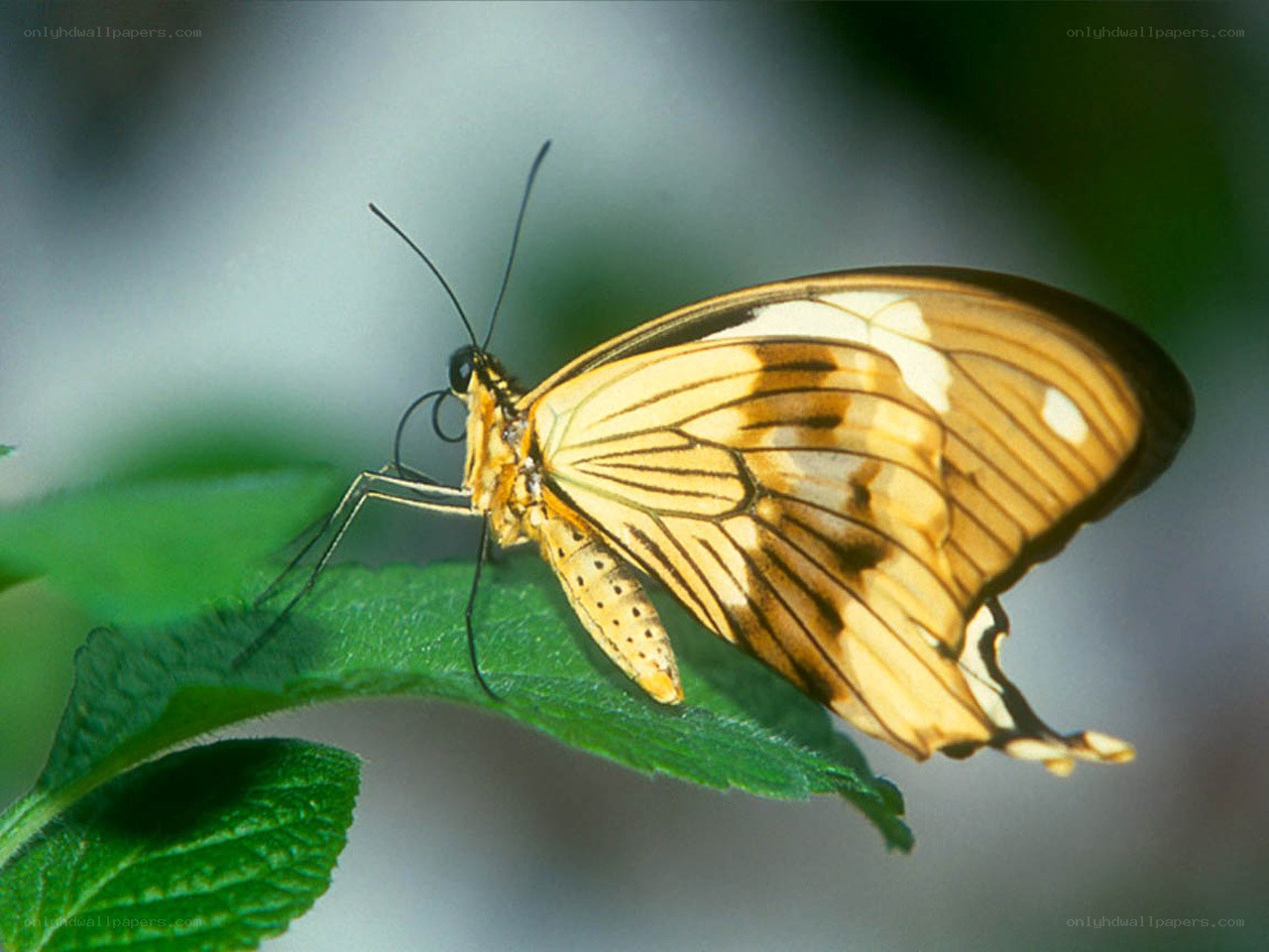 butterfly on a green leaf
