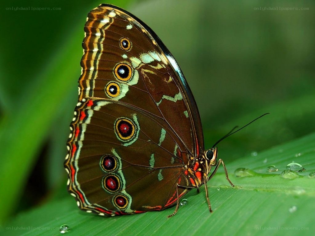 Butterfly on a green leaf
