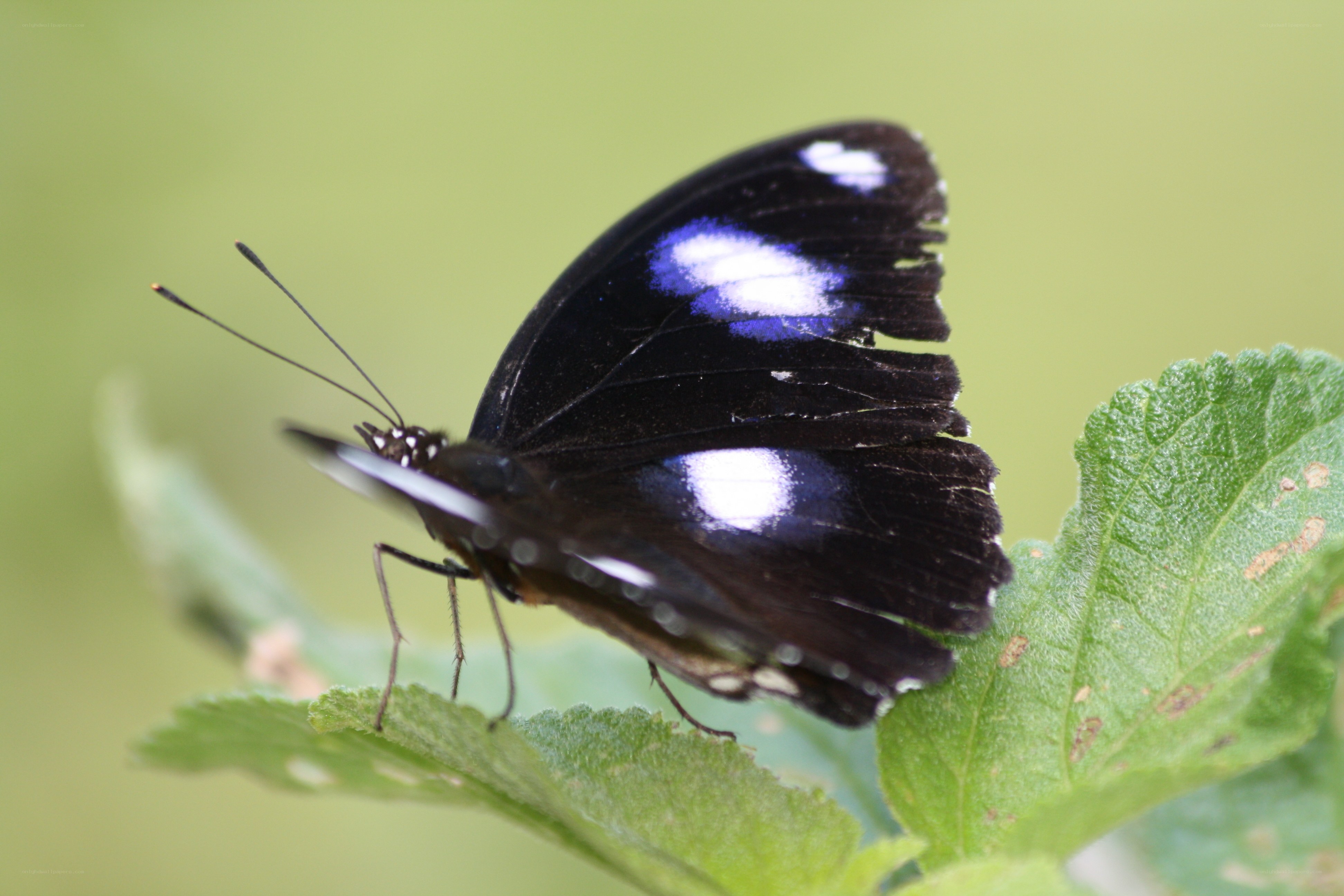 Butterfly on a green leaf