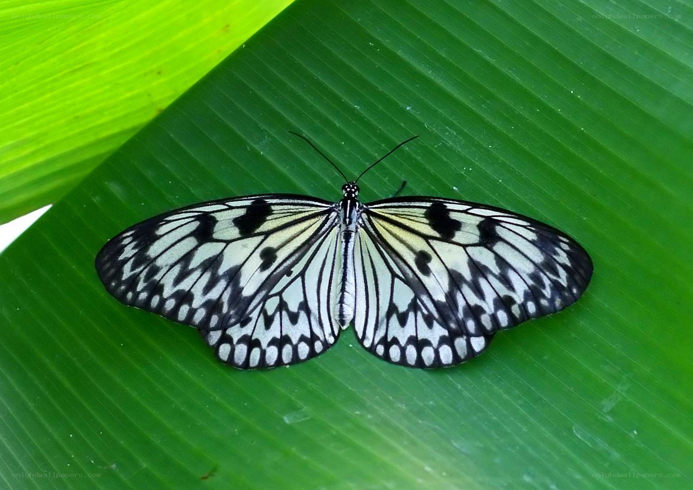 butterfly on a green leaf