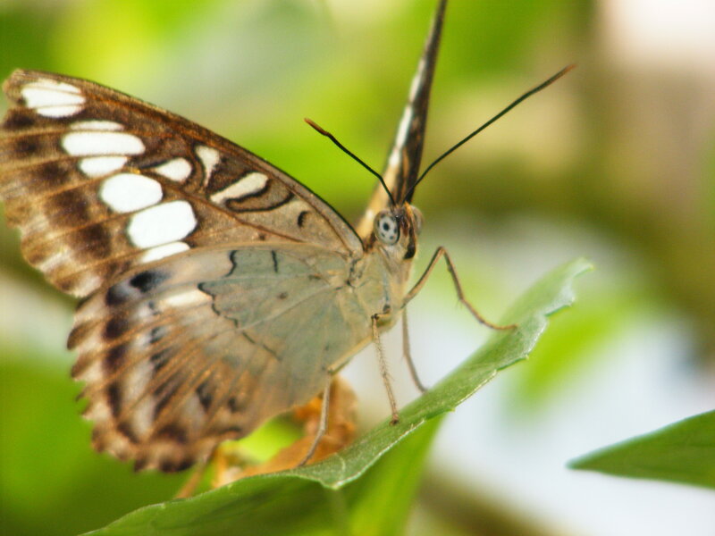 butterfly on a green leaf