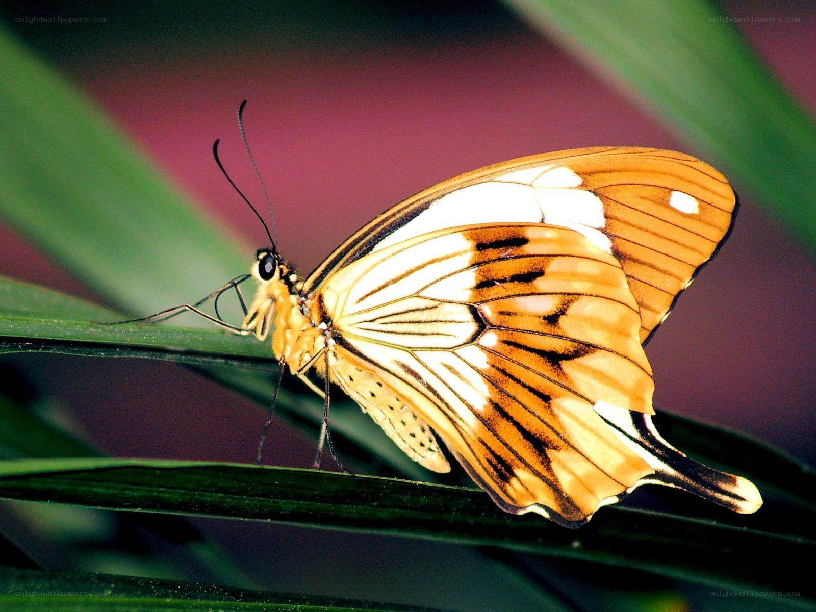 Butterfly on a green leaf
