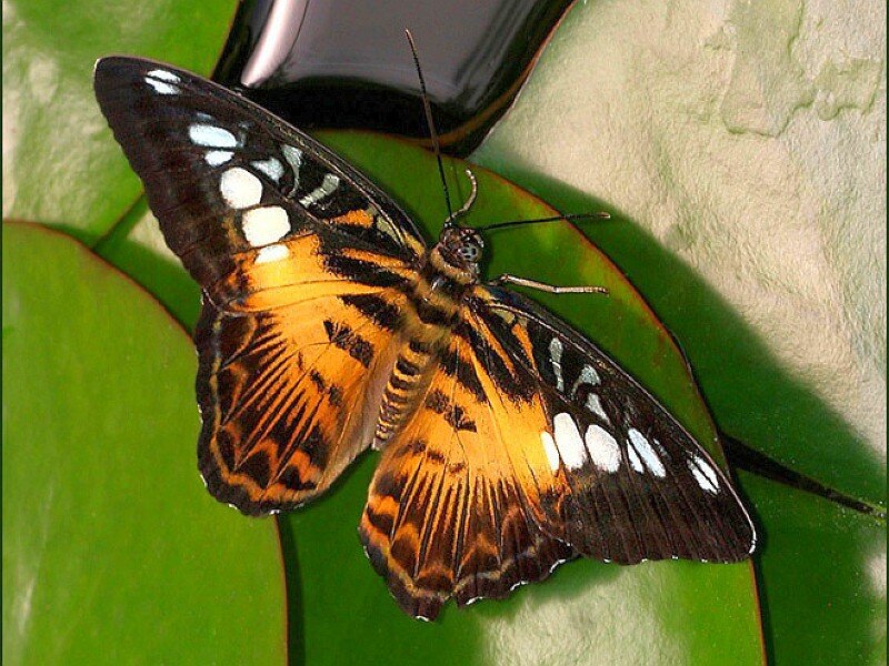 butterfly on a green leaf