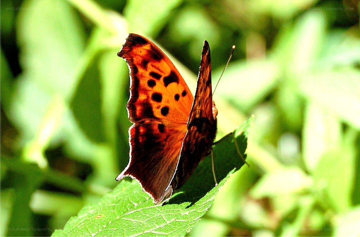 butterfly on a green leaf