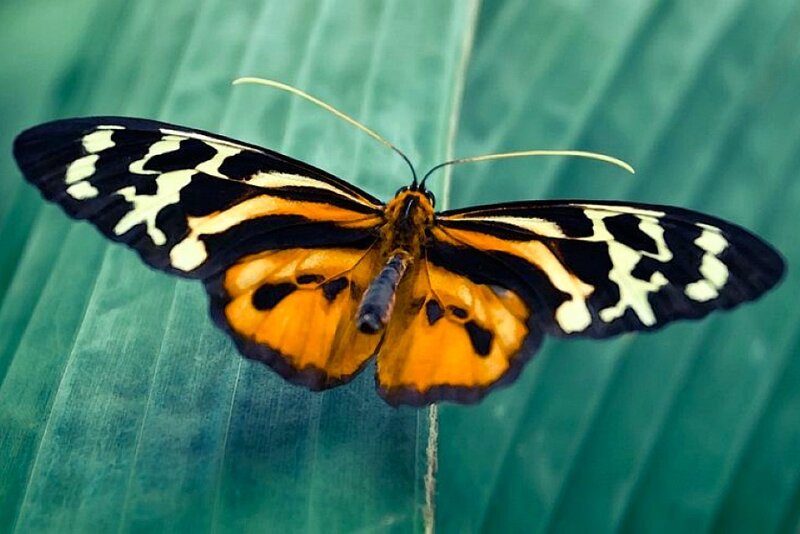 butterfly on a green leaf