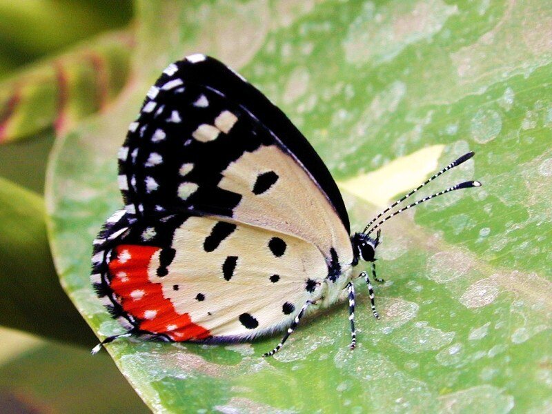 butterfly on a green leaf