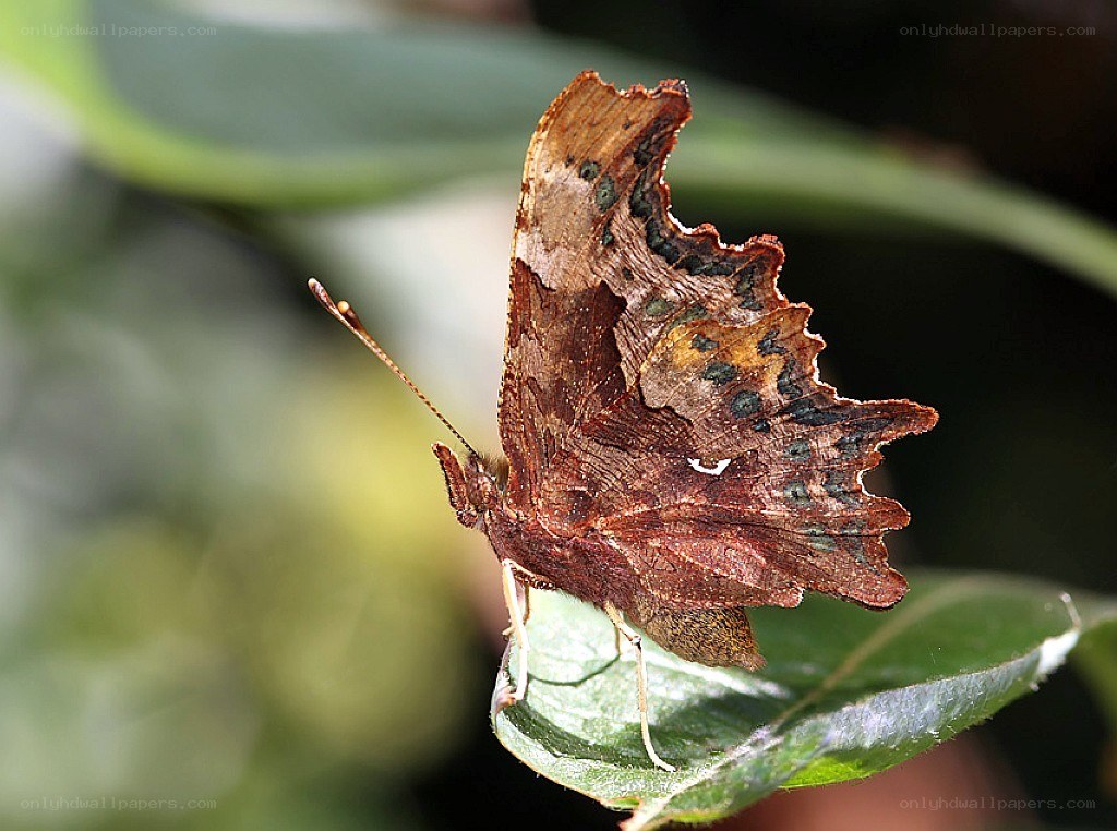 butterfly on a green leaf