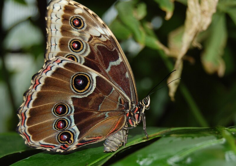 Butterfly on a green leaf