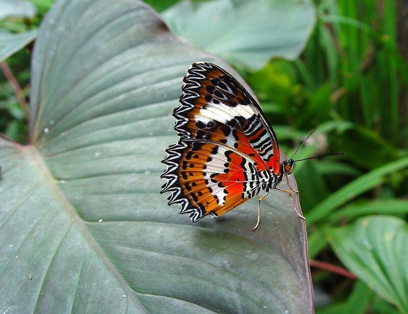 butterfly on a green leaf