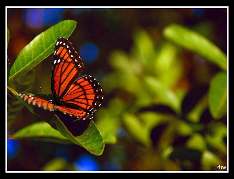 Butterfly on a green leaf