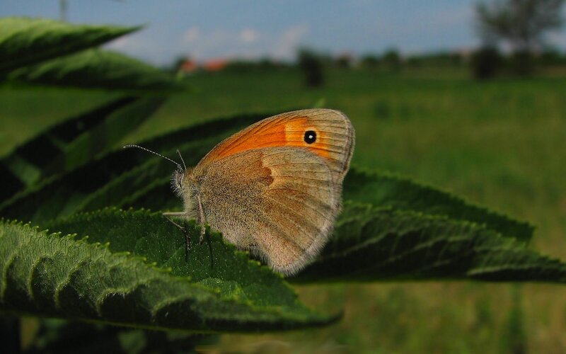 butterfly on a green leaf