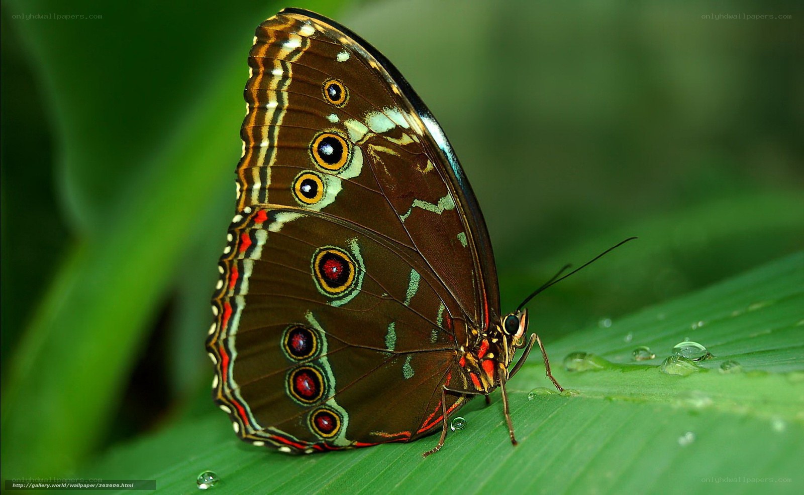Butterfly on a green leaf