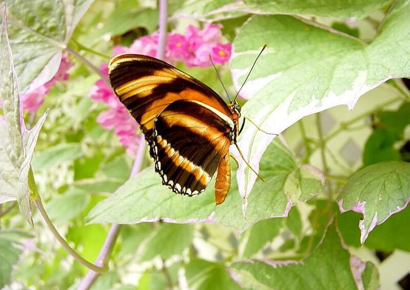 Butterfly on a green leaf