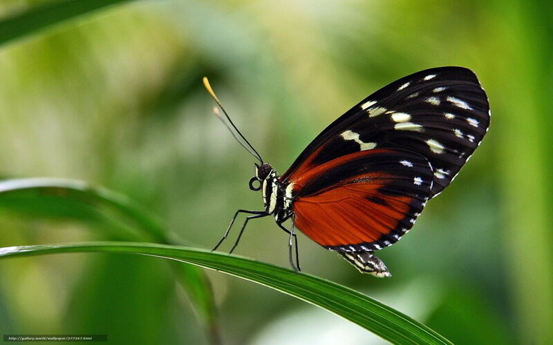 Butterfly on a green leaf