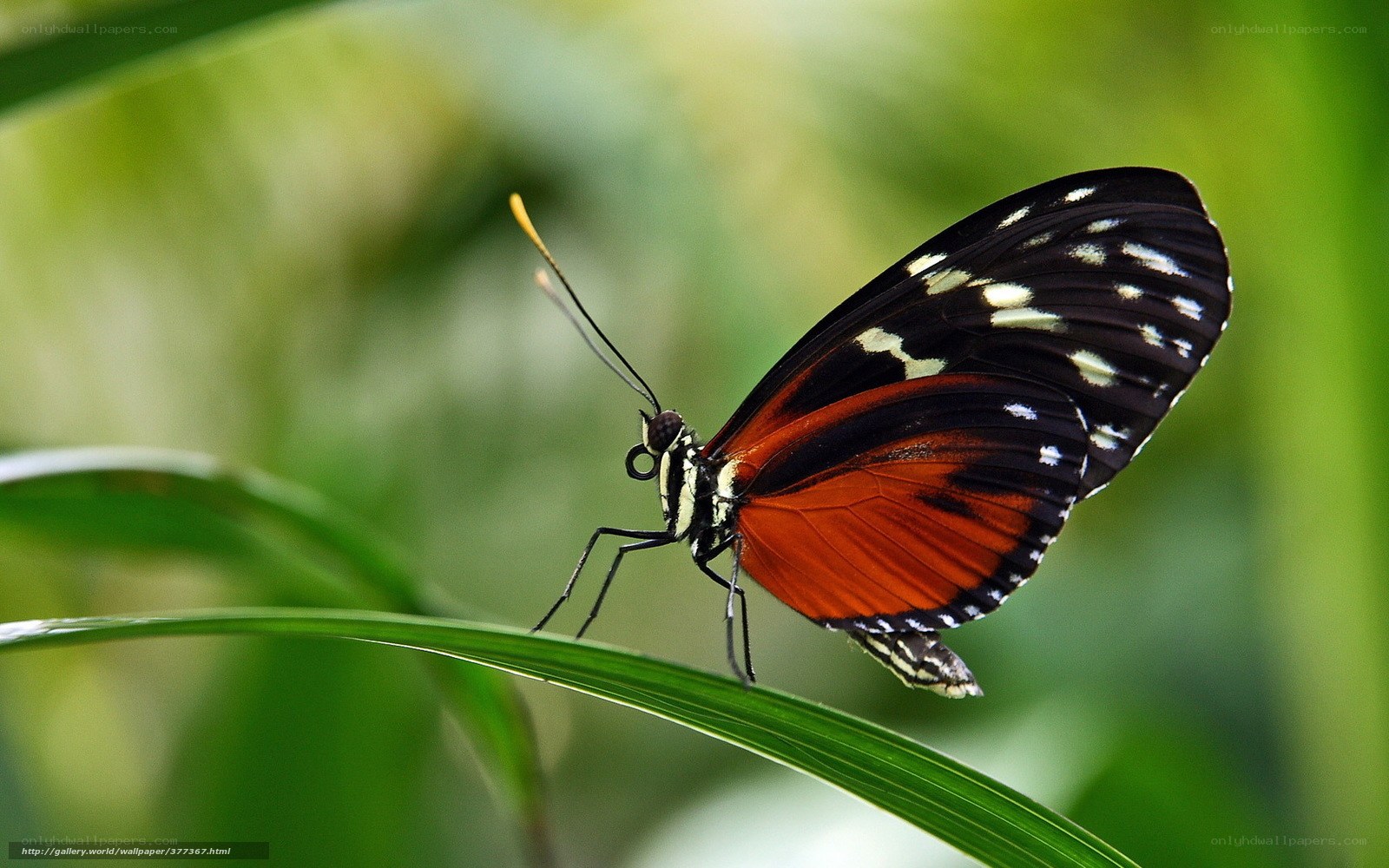 Butterfly on a green leaf