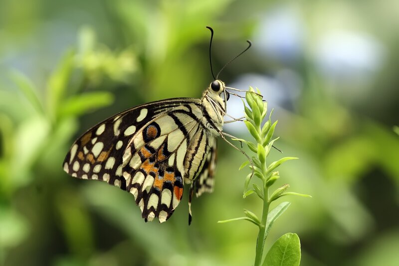 butterfly on a green plant