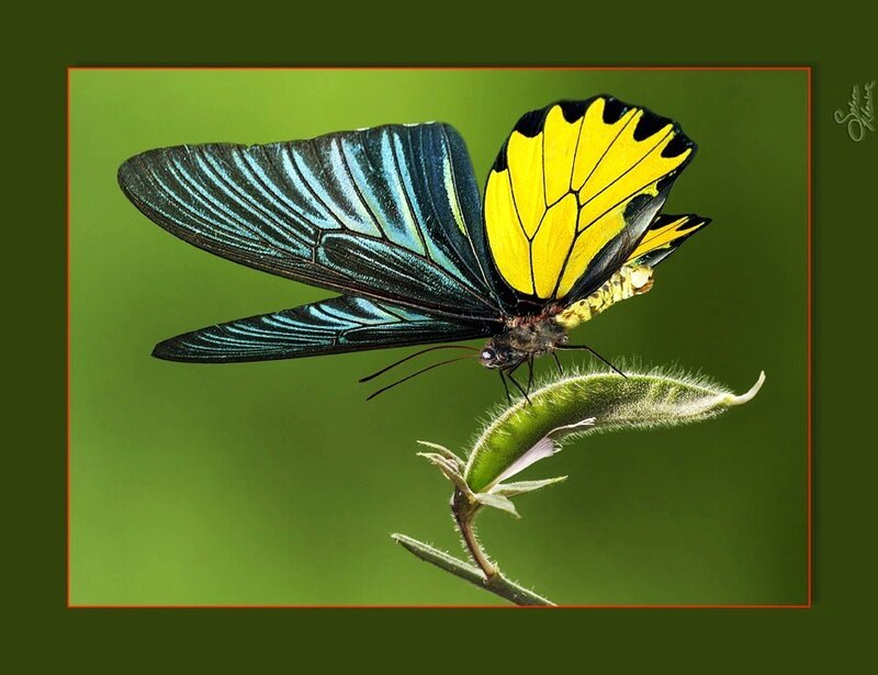 butterfly on a green pod