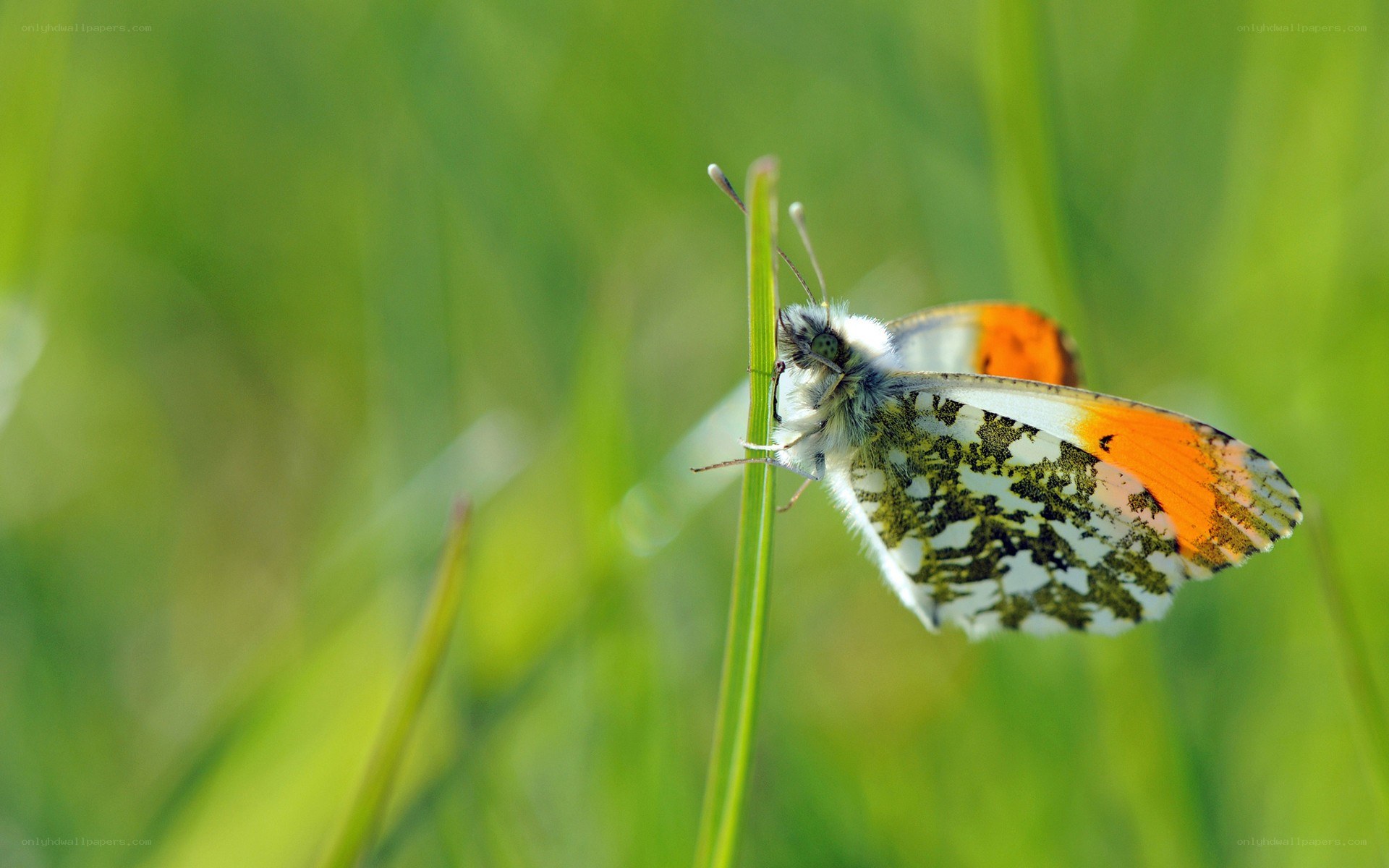 Butterfly on a green stem