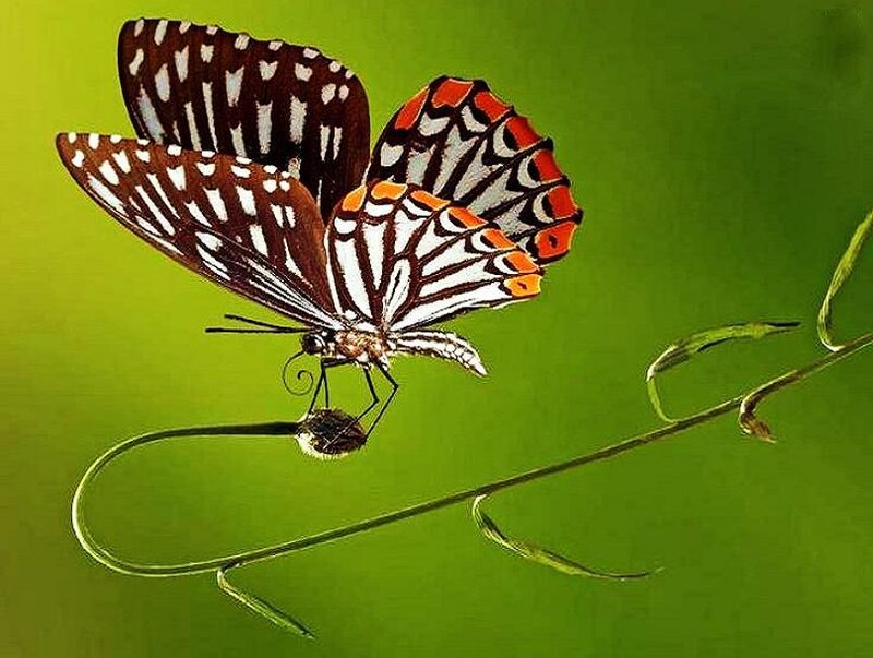 Butterfly on a green stem