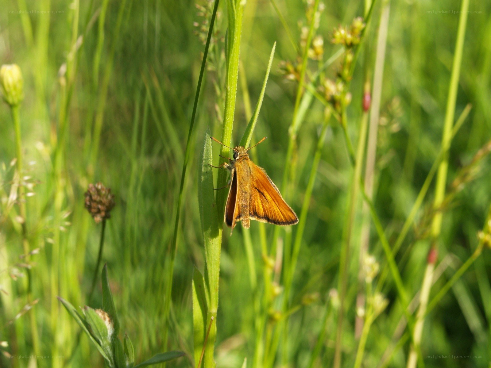 Butterfly on a green stem