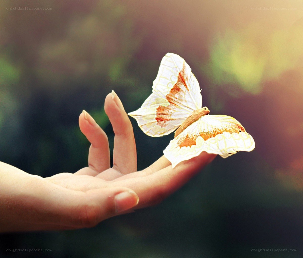 butterfly on a hand