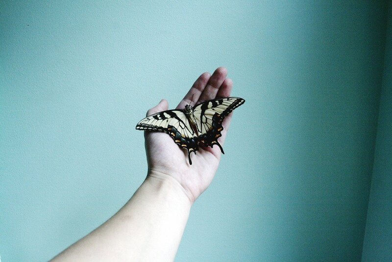 butterfly on a hand