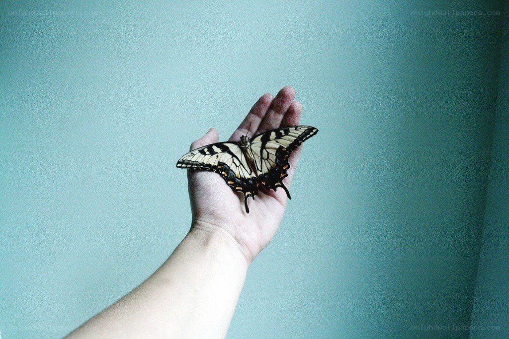 butterfly on a hand