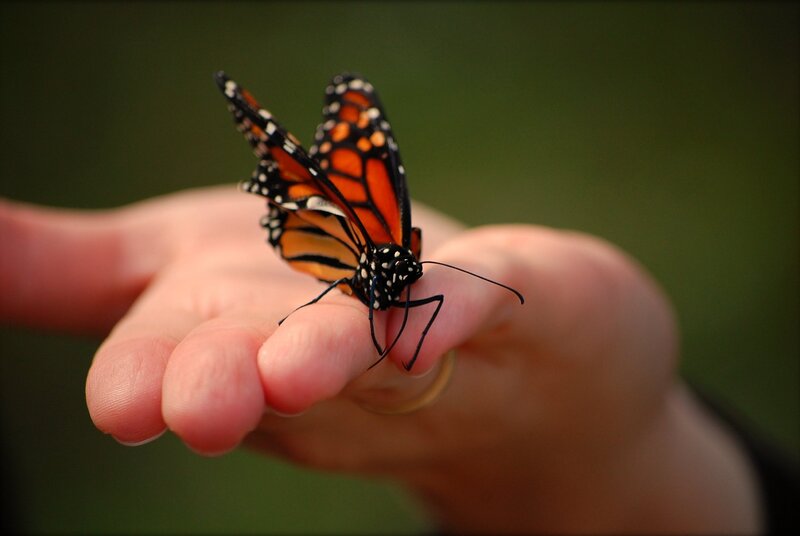 butterfly on a hand