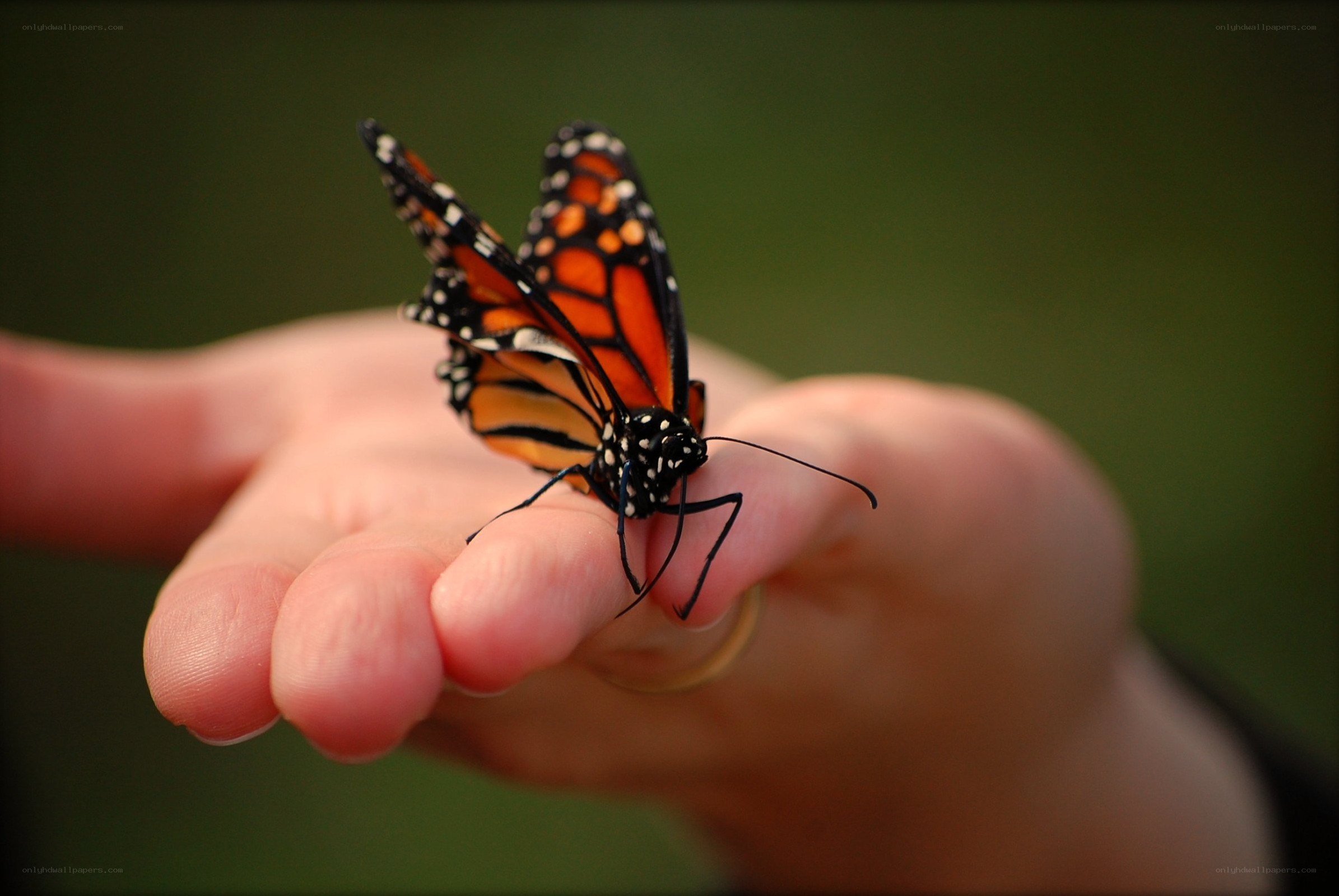 butterfly on a hand