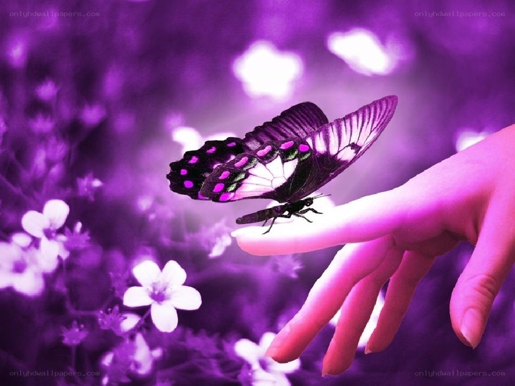 butterfly on a hand