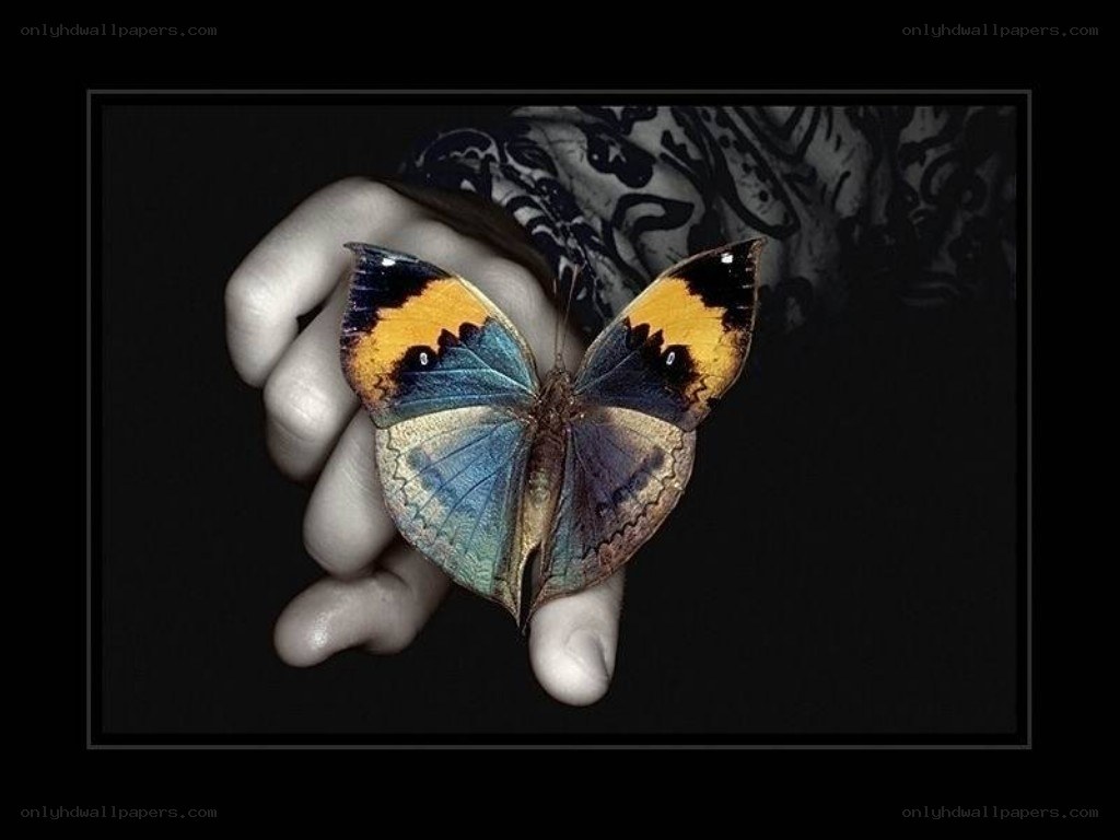 butterfly on a hand
