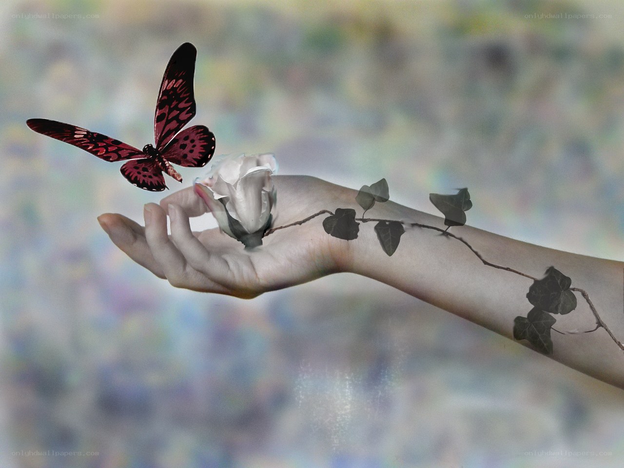 butterfly on a hand