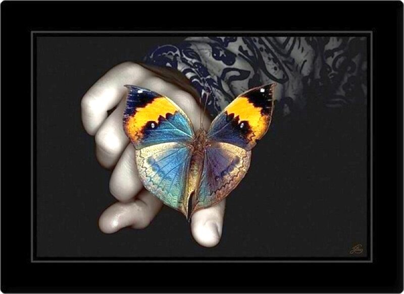 butterfly on a hand