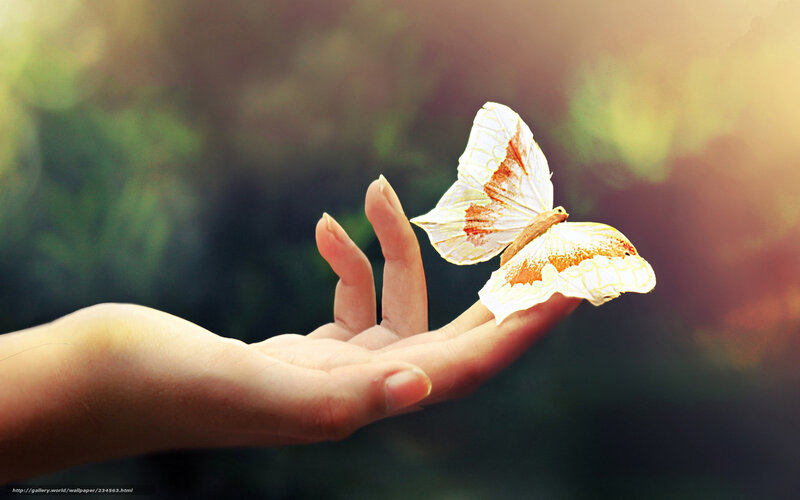 butterfly on a hand